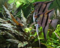 /album/i-miei-acquari1/acquario-5-jpg2/
